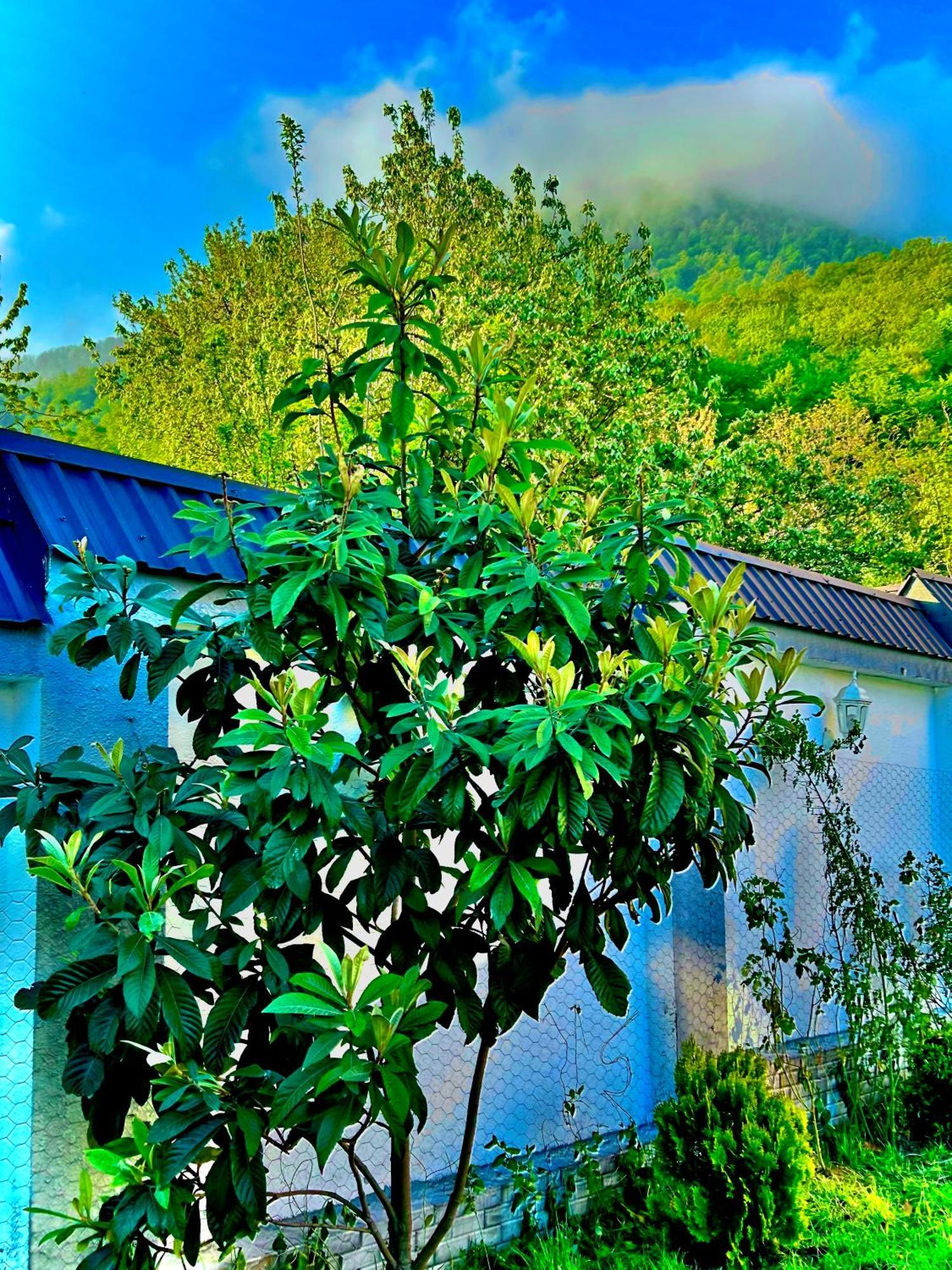 Qafqaz Mountside Chalet Qəbələ Exterior foto